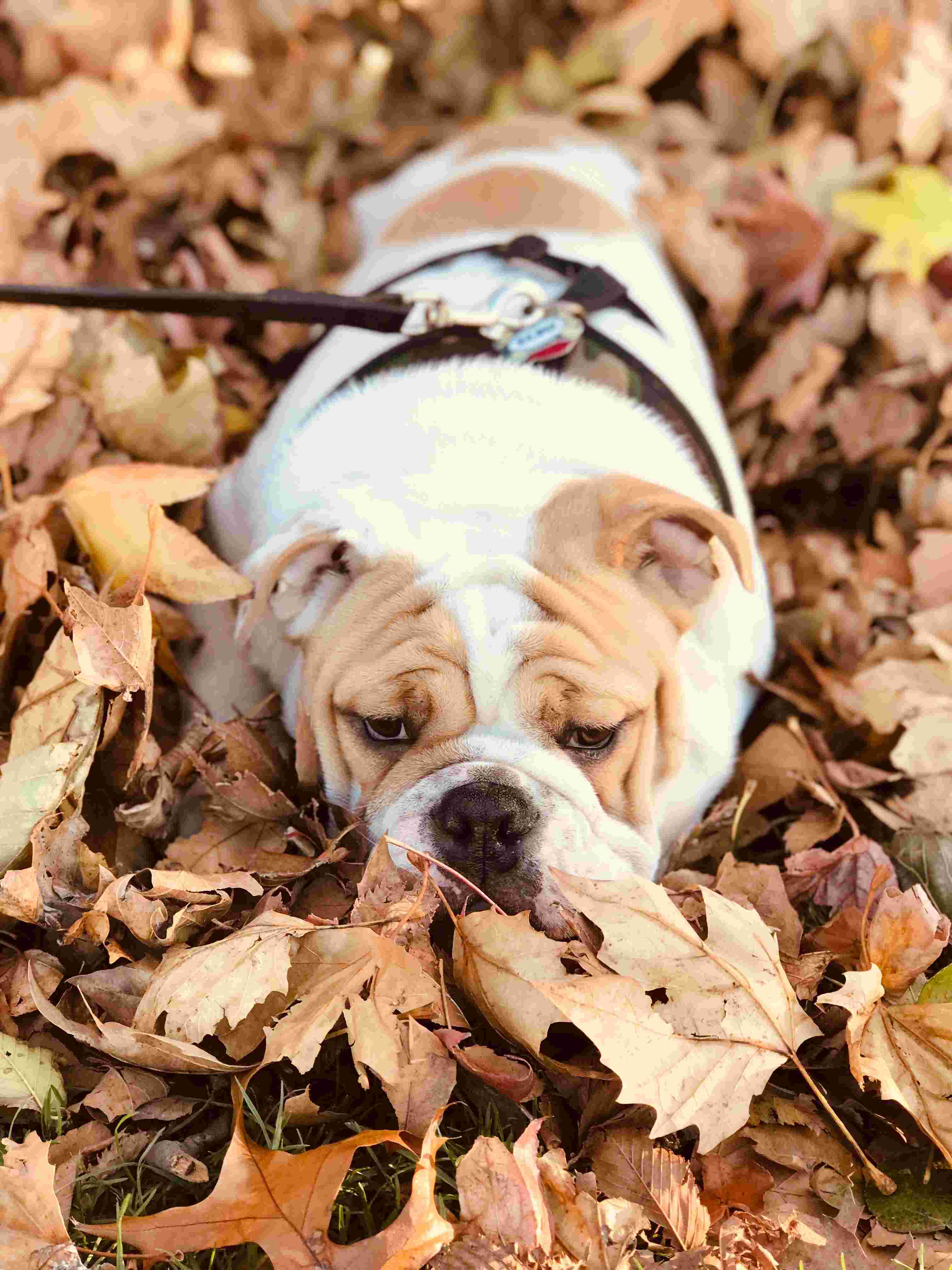 American Bulldog