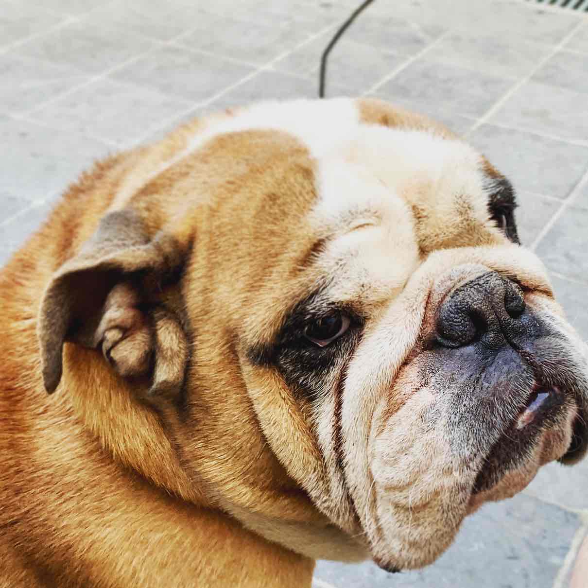 American Bulldog personality and temperament