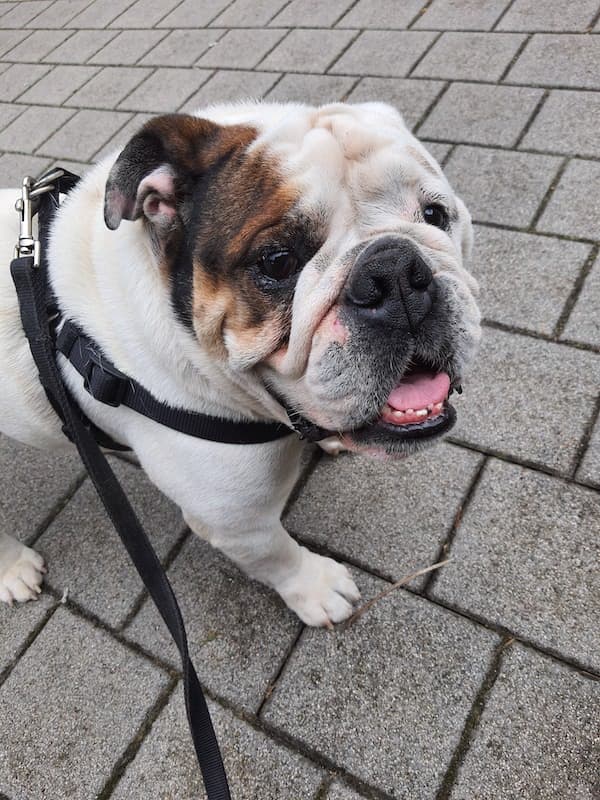 Well-trained American Bulldog