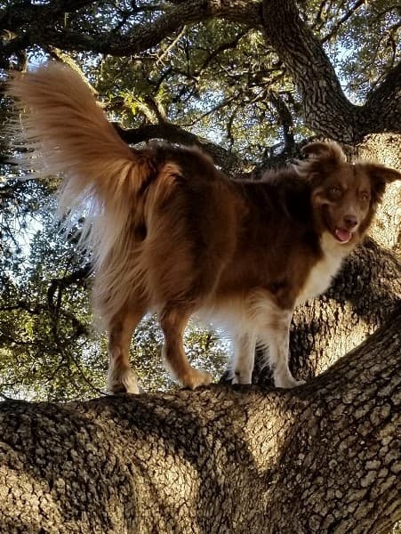 Aussiedoodle
