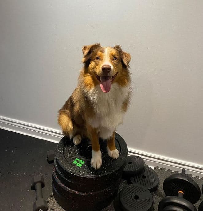 Australian Shepherd