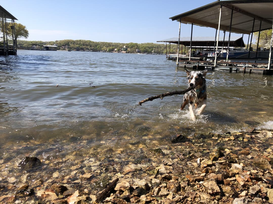 Well-trained Australian Shepherd