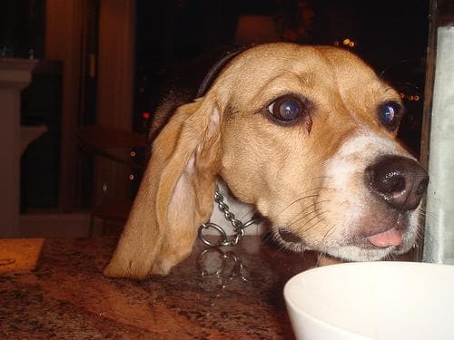 Beagle