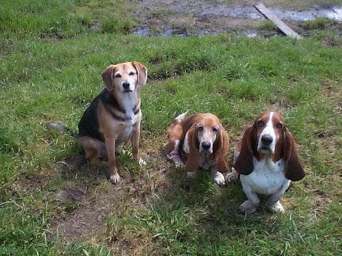 Well-trained Beagle