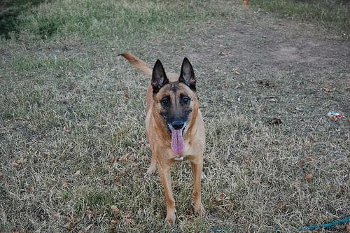 Belgian Malinois personality and temperament