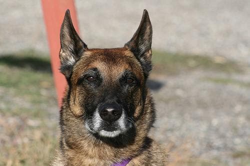 Well-trained Belgian Malinois