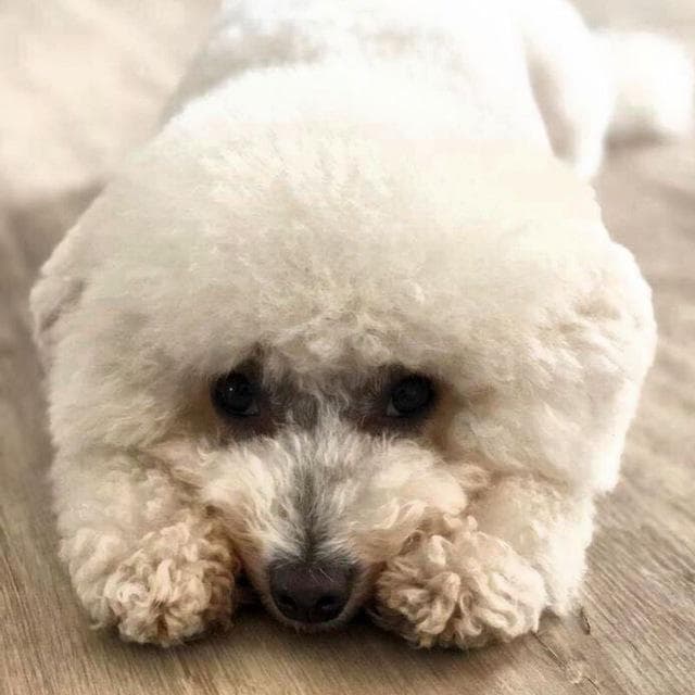 Bichon Frise