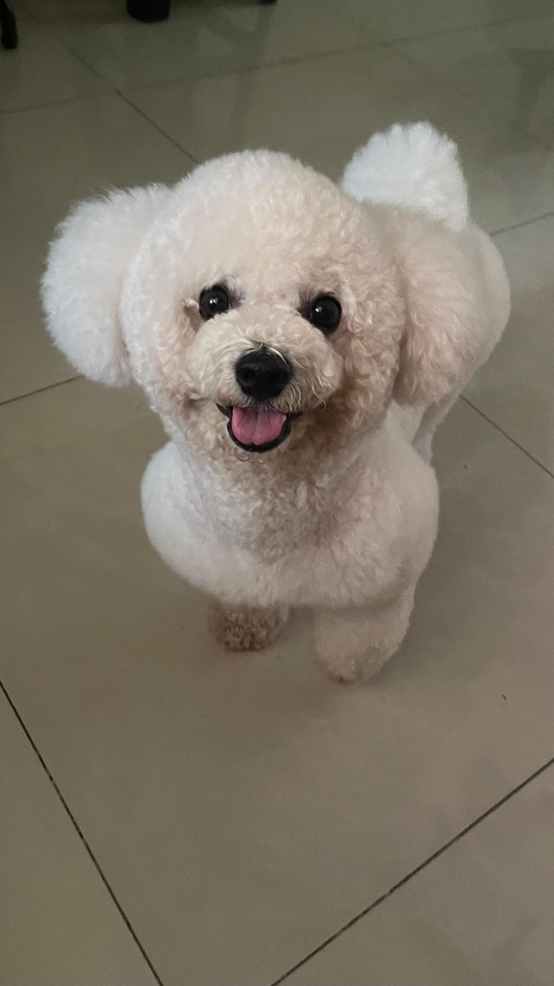 Bichon Frise personality and temperament