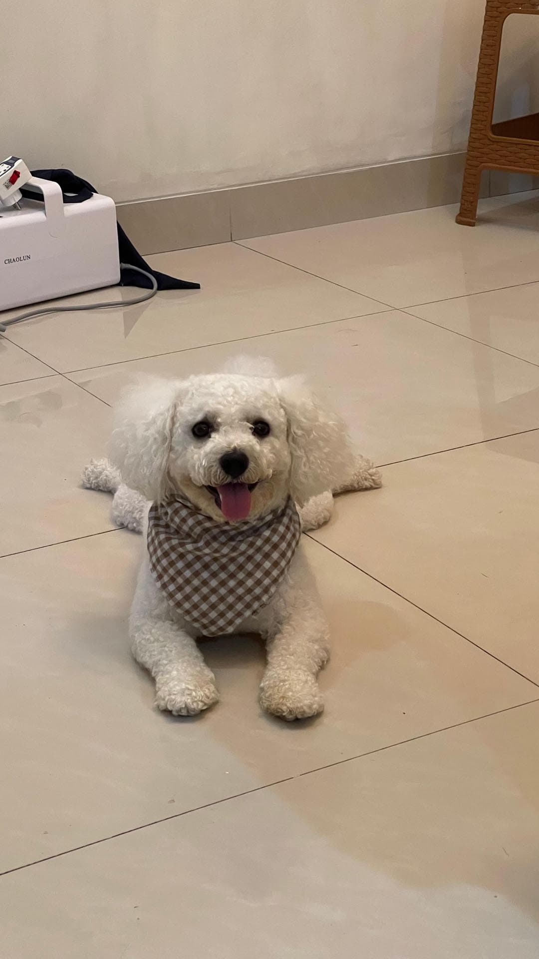 Well-trained Bichon Frise