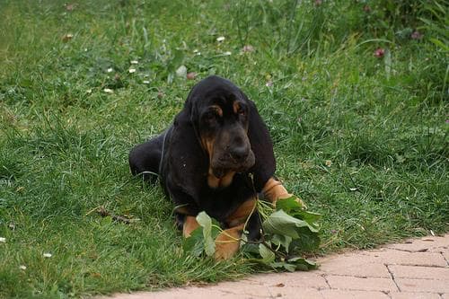 Bloodhound