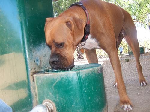 Boxer personality and temperament