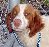 Brittany personality and temperament
