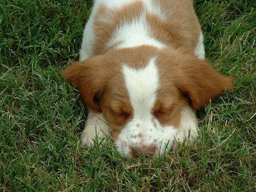 Well-trained Brittany