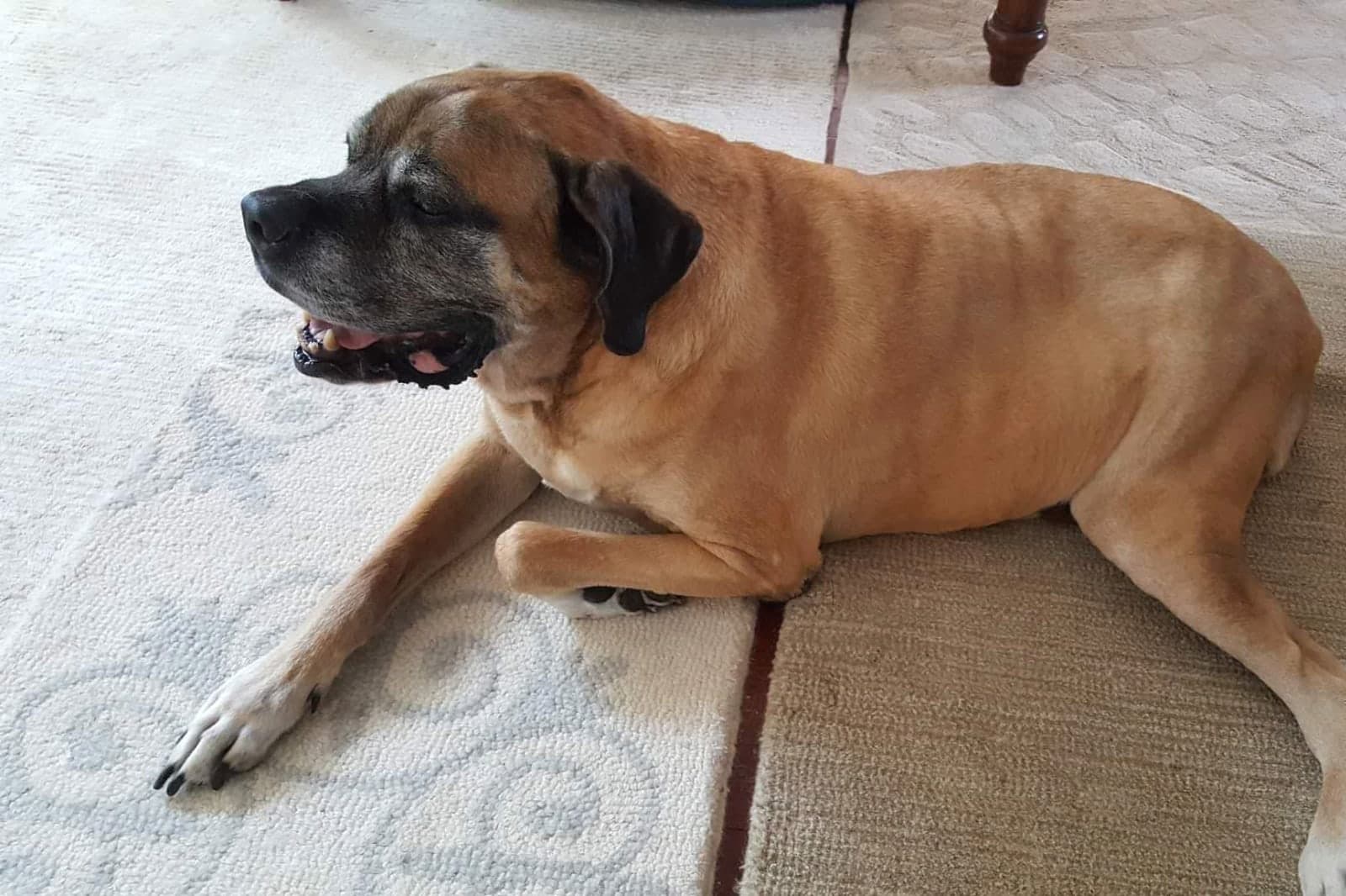 Cane Corso