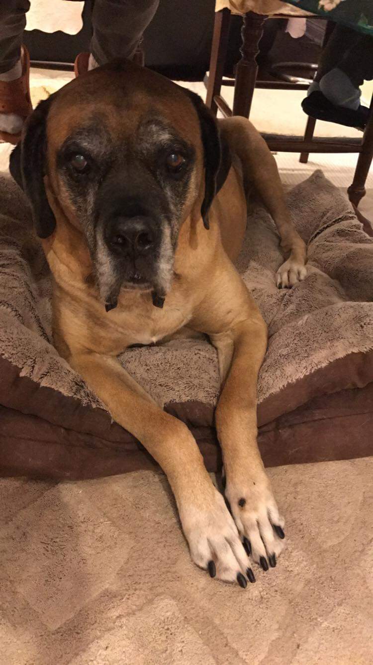 Well-trained Cane Corso