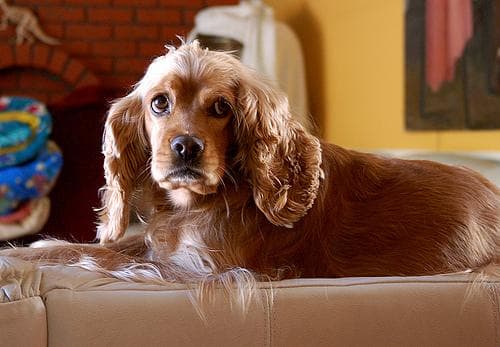 Cocker Spaniel personality and temperament