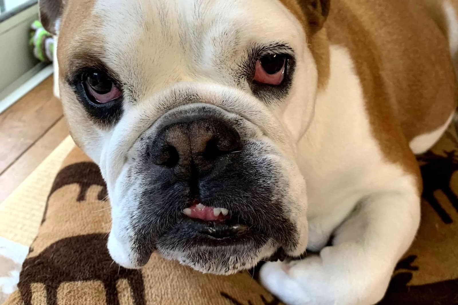 English Bulldog