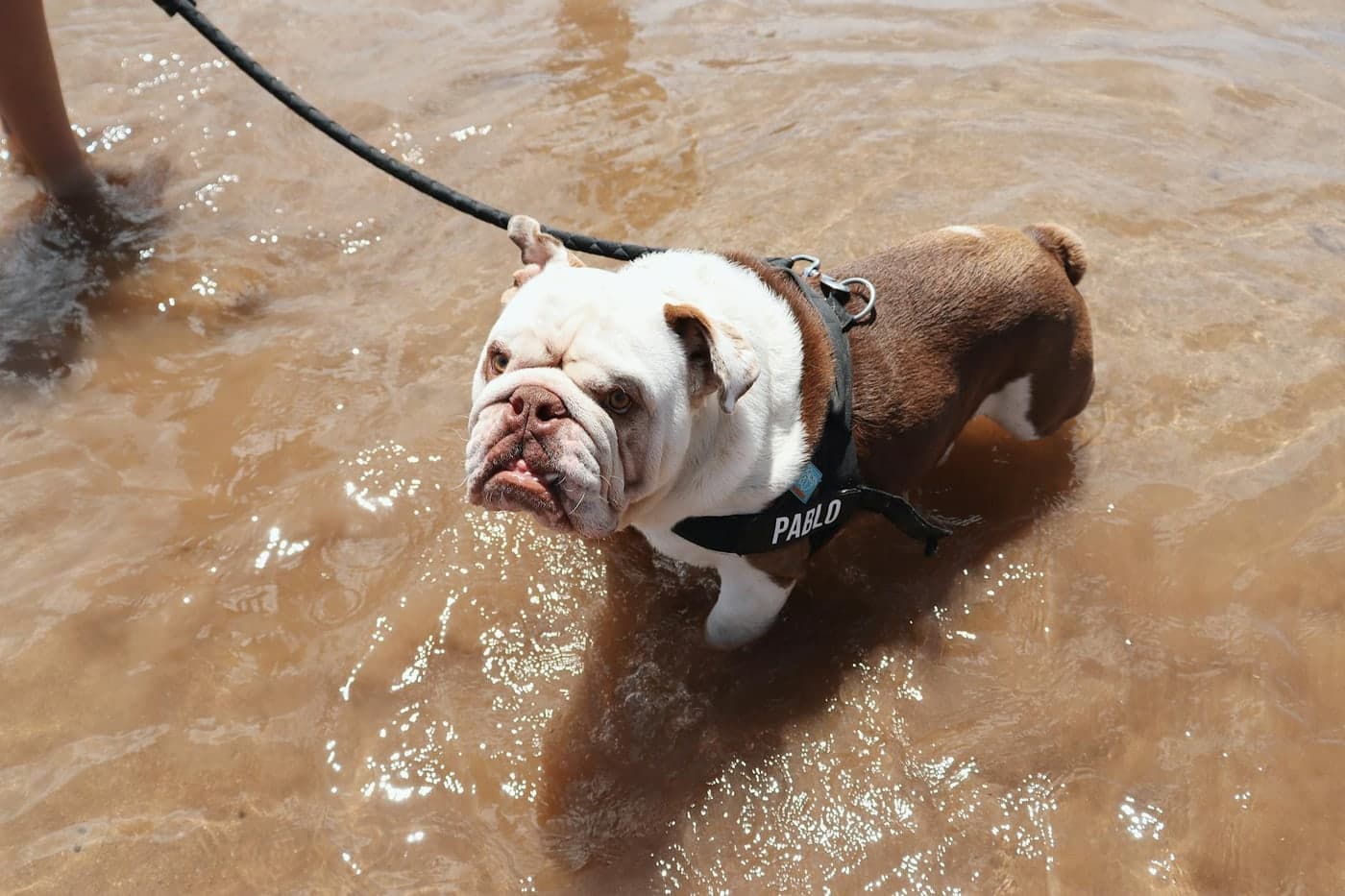 English Bulldog personality and temperament
