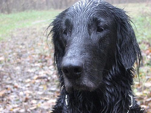 Flat-Coated Retriever personality and temperament