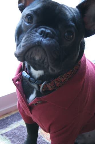 French Bulldog