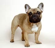 French Bulldog personality and temperament