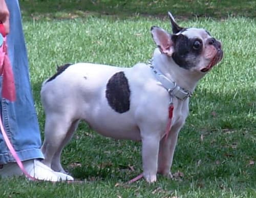 Well-trained French Bulldog