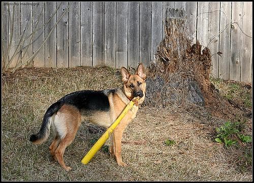 German Shepherd