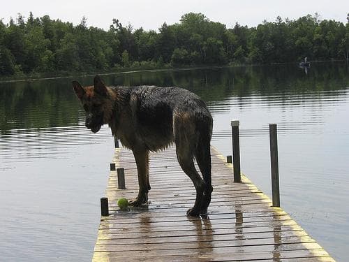 German Shepherd personality and temperament