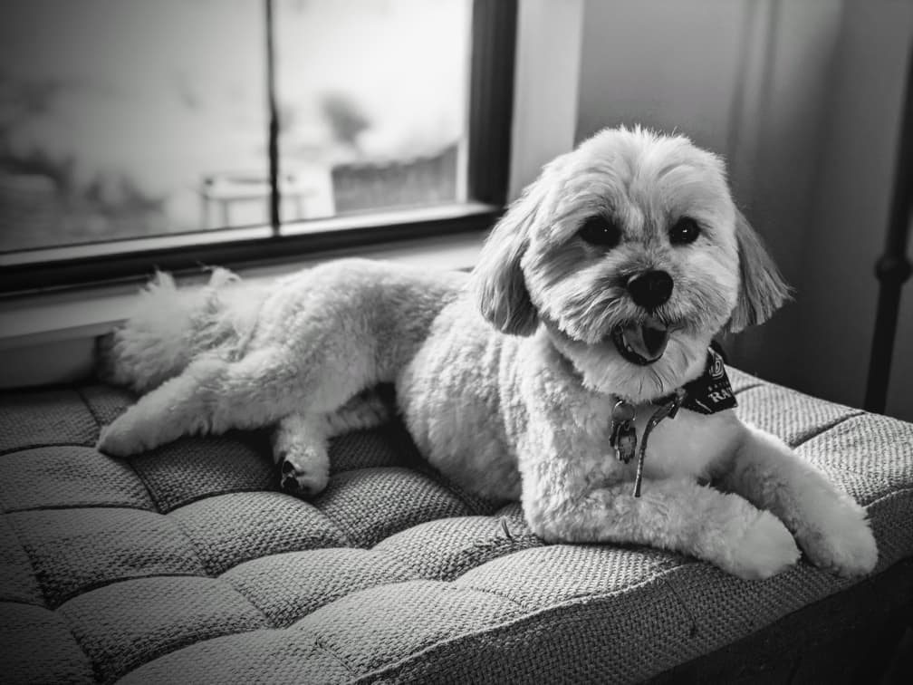 Well-trained Havanese