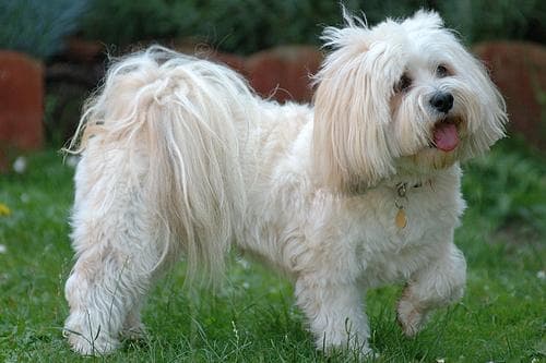 Well-trained Lhasa Apso
