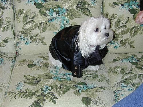 Maltese