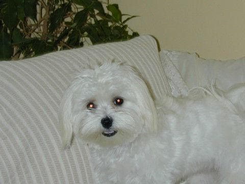 Maltese personality and temperament