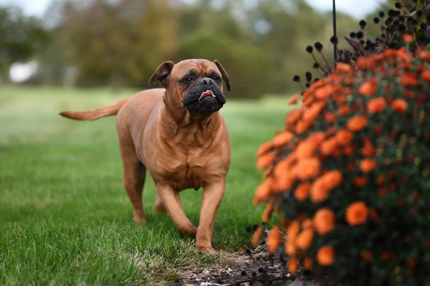 Well-trained Mastiff