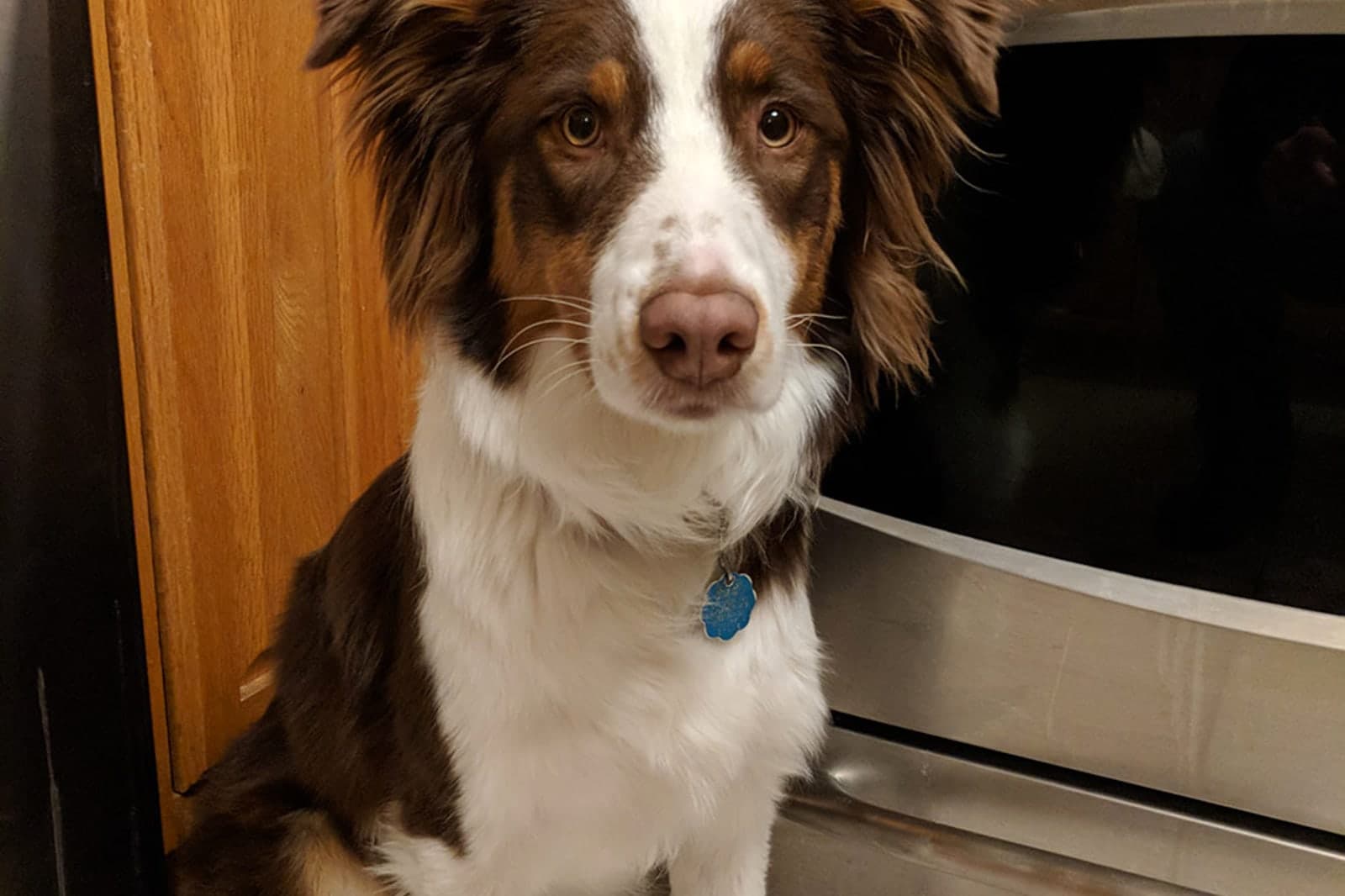 Miniature Australian Shepherd