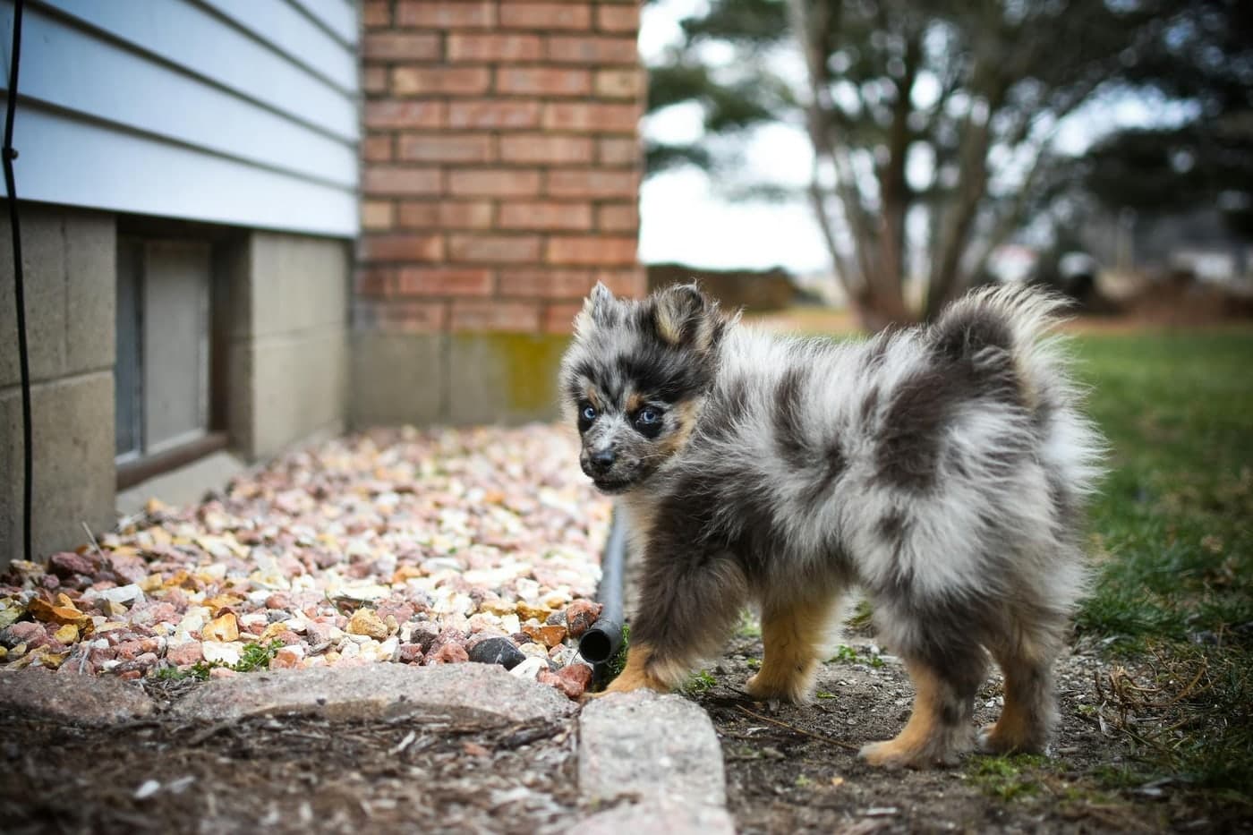Miniature Australian Shepherd personality and temperament