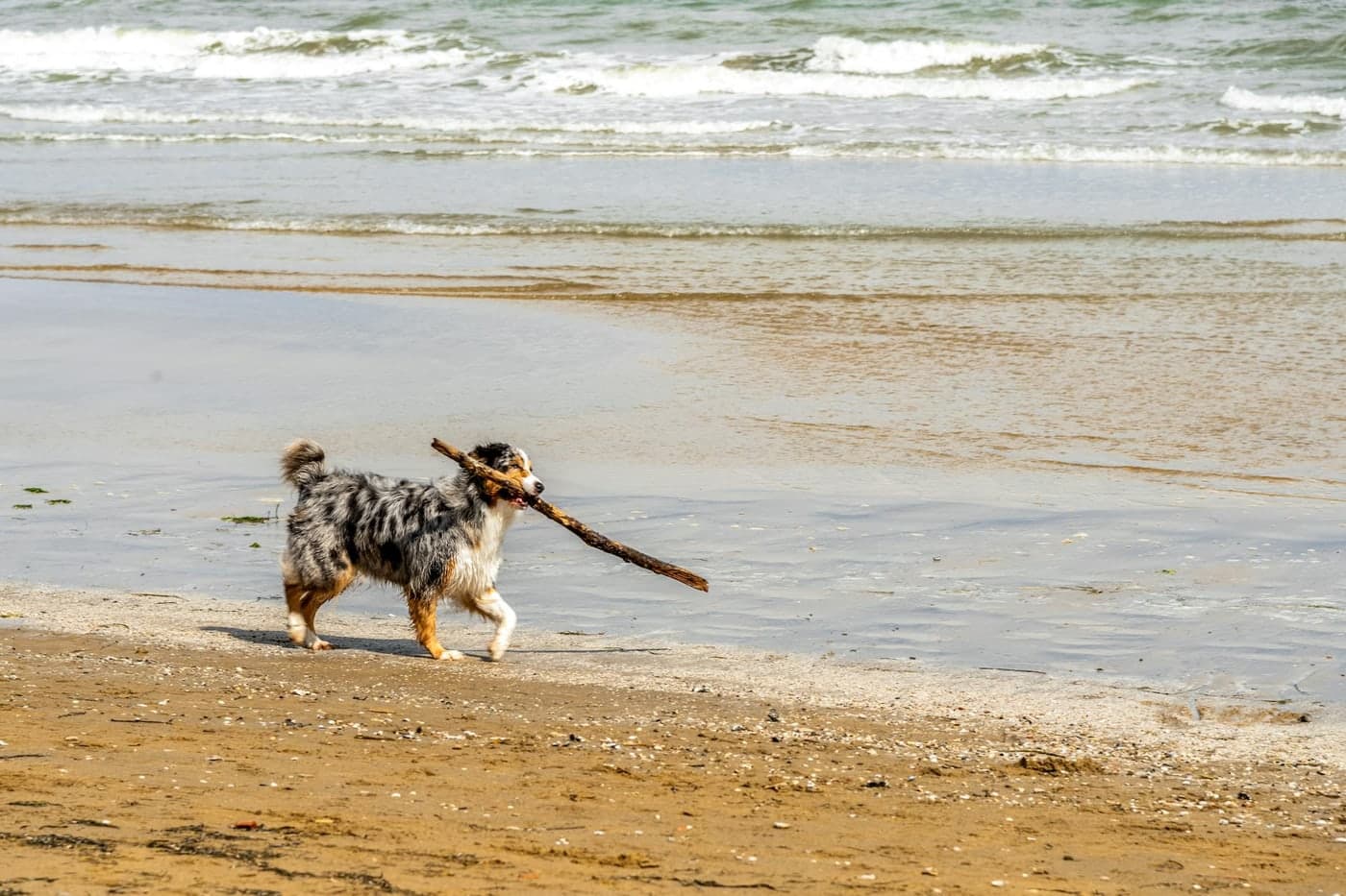 Well-trained Miniature Australian Shepherd