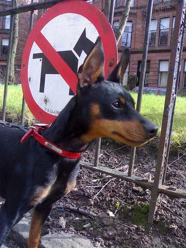 Miniature Pinscher
