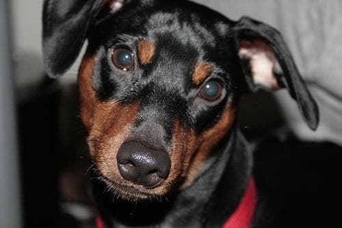 Well-trained Miniature Pinscher