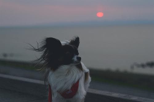 Papillon personality and temperament