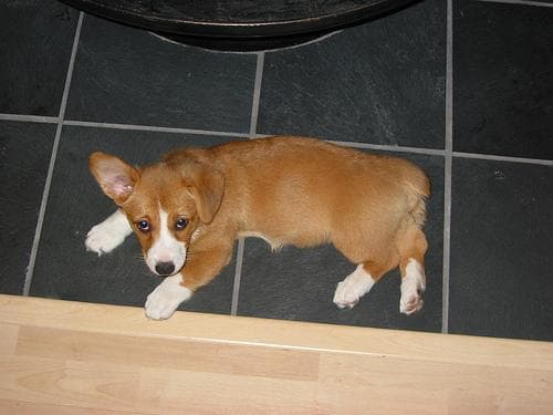 Well-trained Pembroke Welsh Corgi