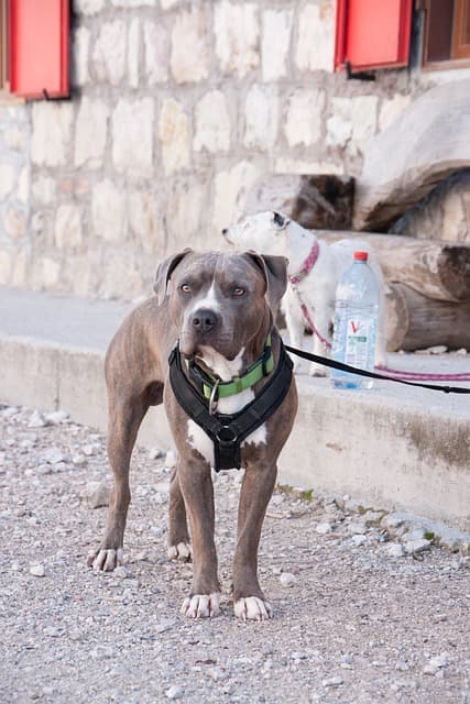 Pitbull personality and temperament