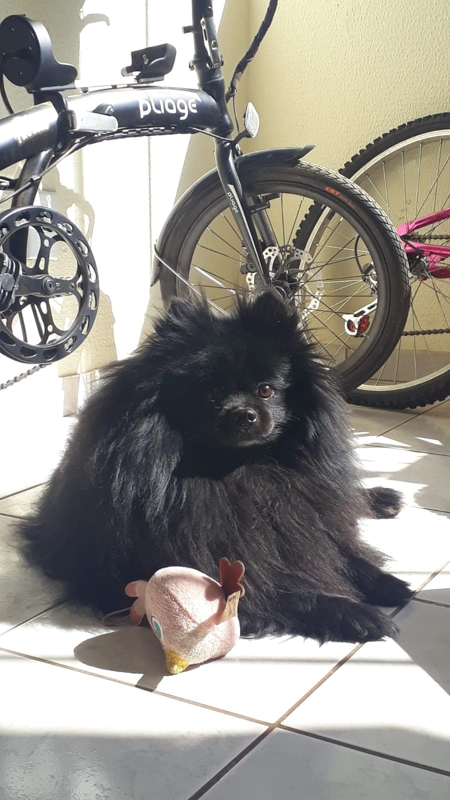 Pomeranian personality and temperament