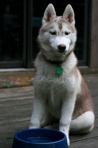Well-trained Pomsky