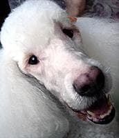 Poodle personality and temperament