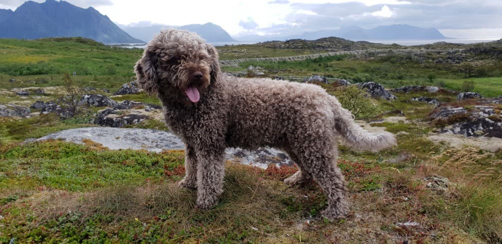Portuguese Water Dog