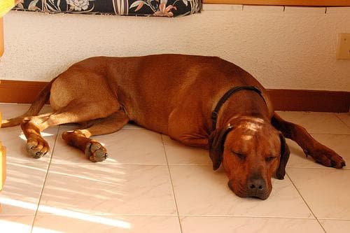 Rhodesian Ridgeback
