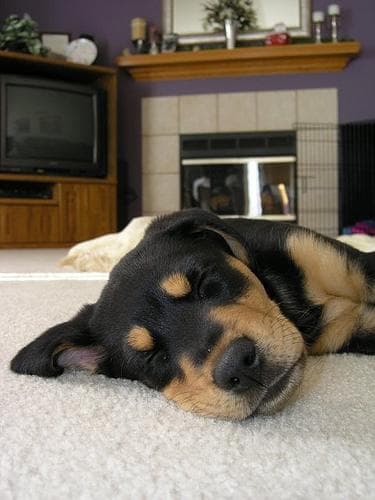 Rottweiler