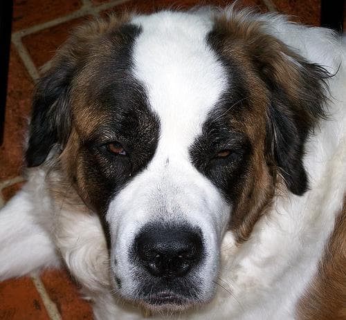 Well-trained Saint Bernard