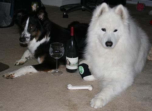 Samoyed
