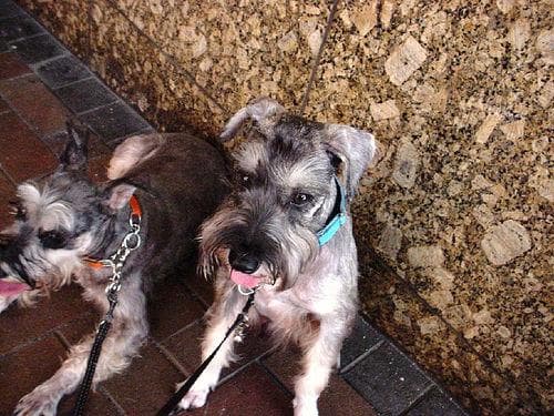 Schnoodle personality and temperament